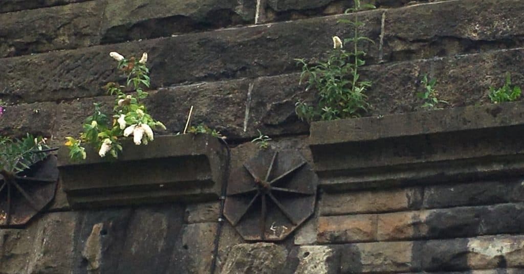Mental Resilience is like flowers growing on a stone bridge